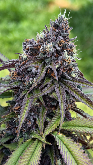 Black cherry cheesecake x G13 skunk