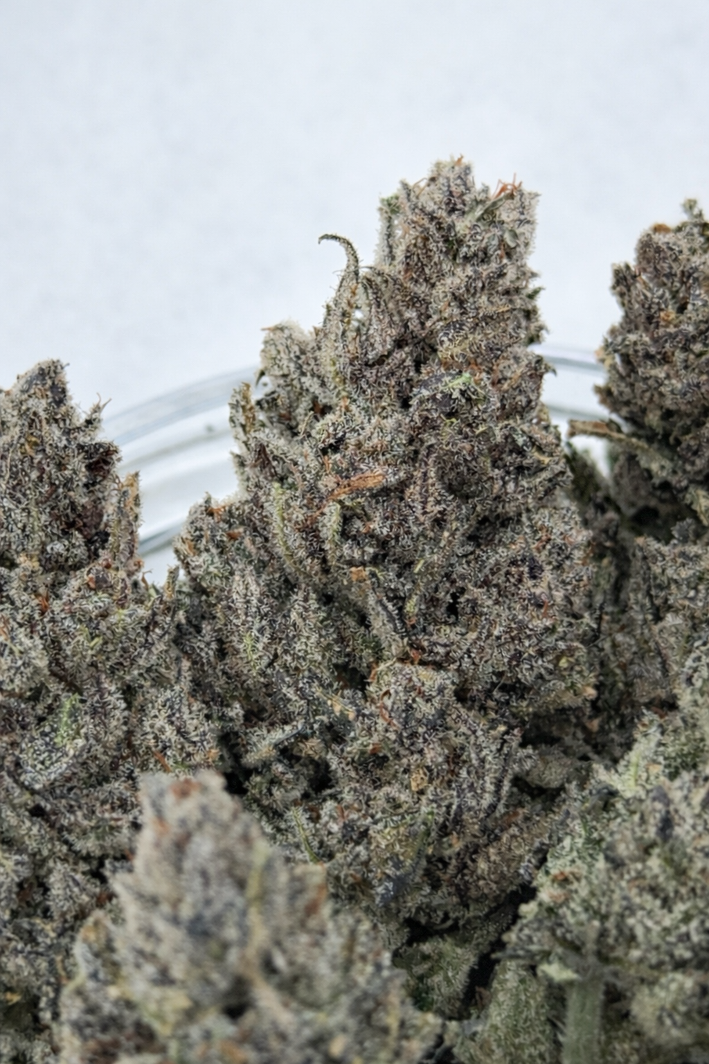 2nd round of Pre order: Goop Goop Goop (March 2026)