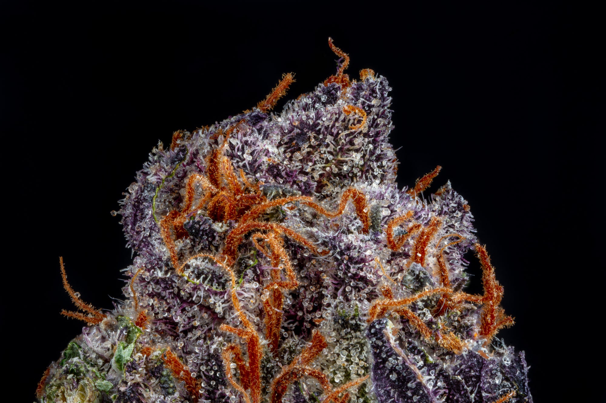 Black Cherry Cheesecake