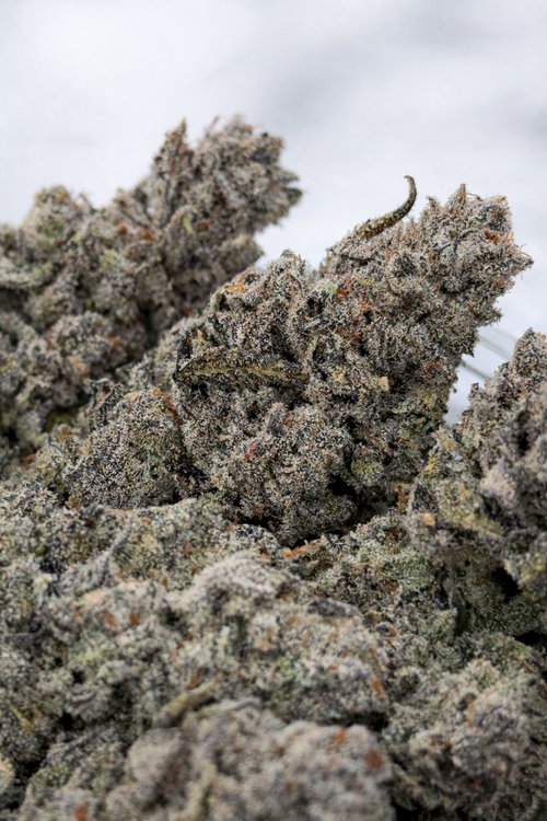 2nd round of Pre order: Goop Goop Goop (March 2026)