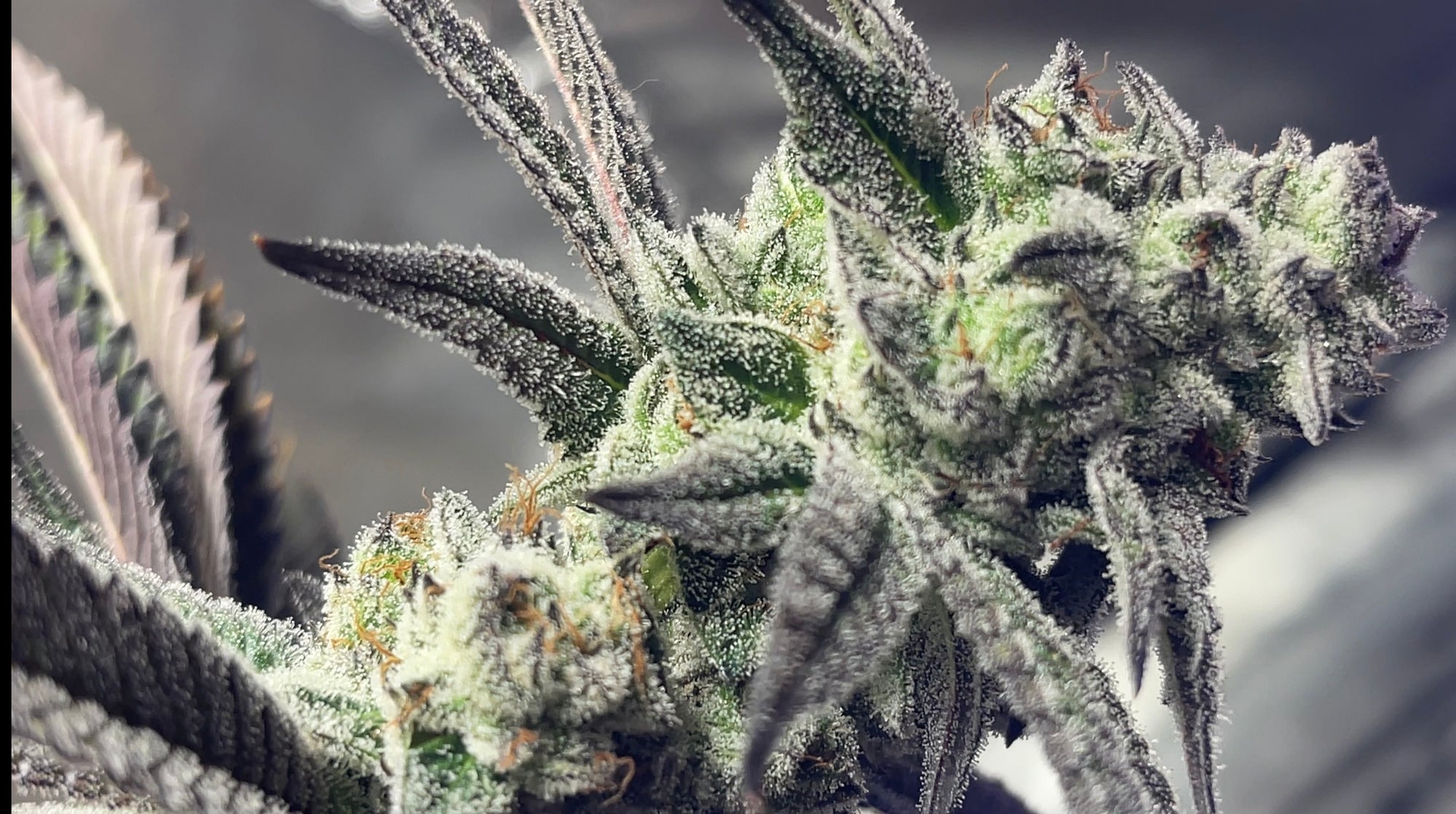 Memberberry (ReeferMattness cut)