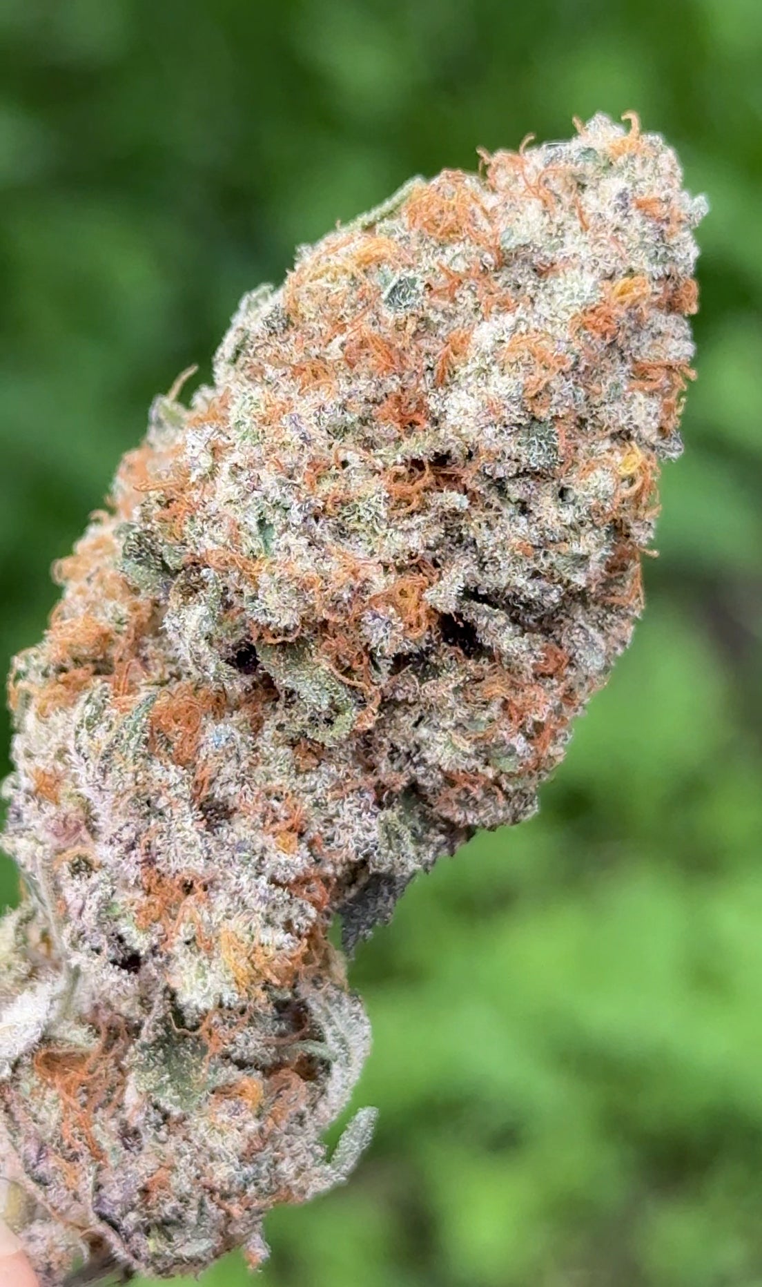 Artic Gummiez (ReeferMattness cut)