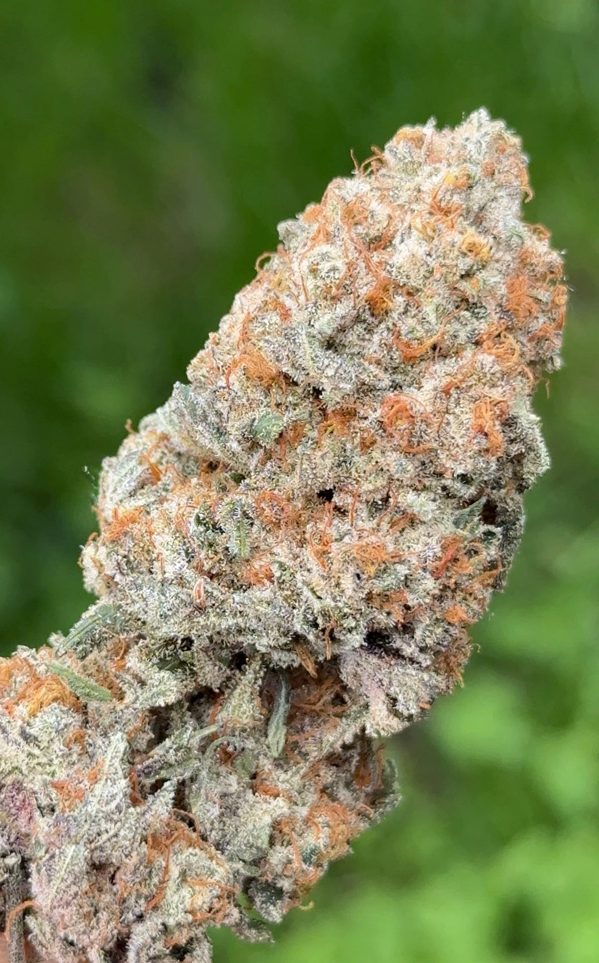 Artic Gummiez (ReeferMattness cut)