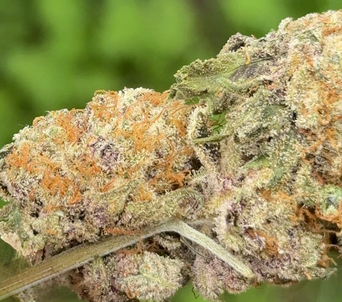 Artic Gummiez (ReeferMattness cut)