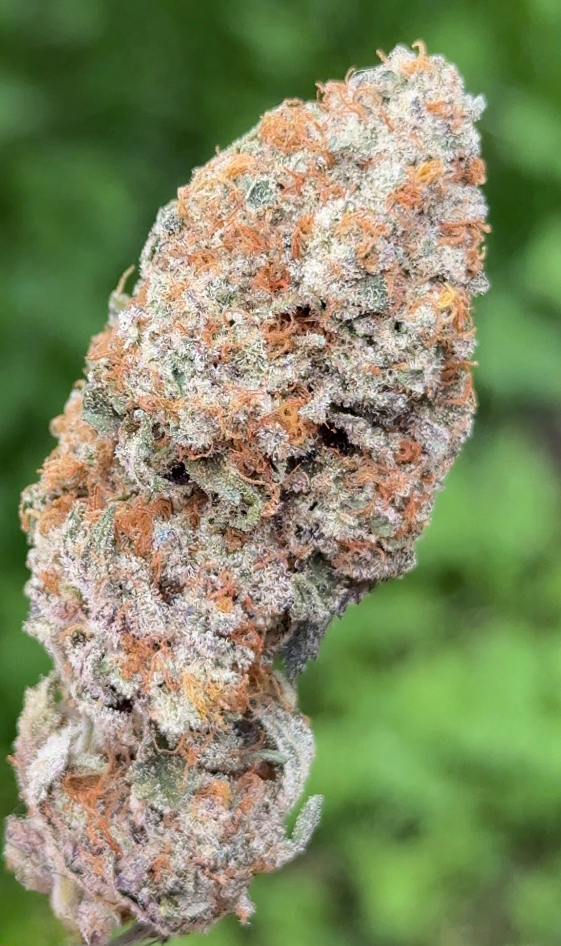 Artic Gummiez (ReeferMattness cut)