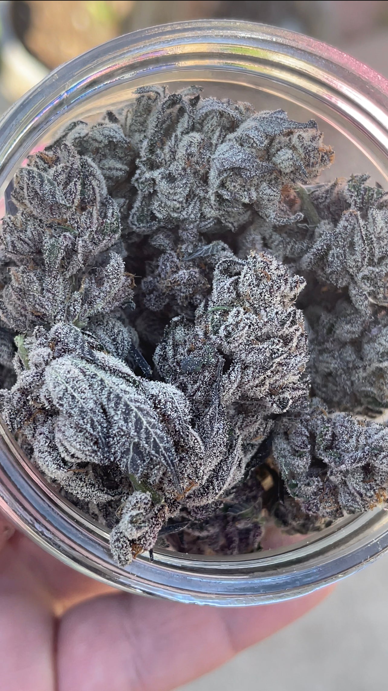Super Buff Cherry #26