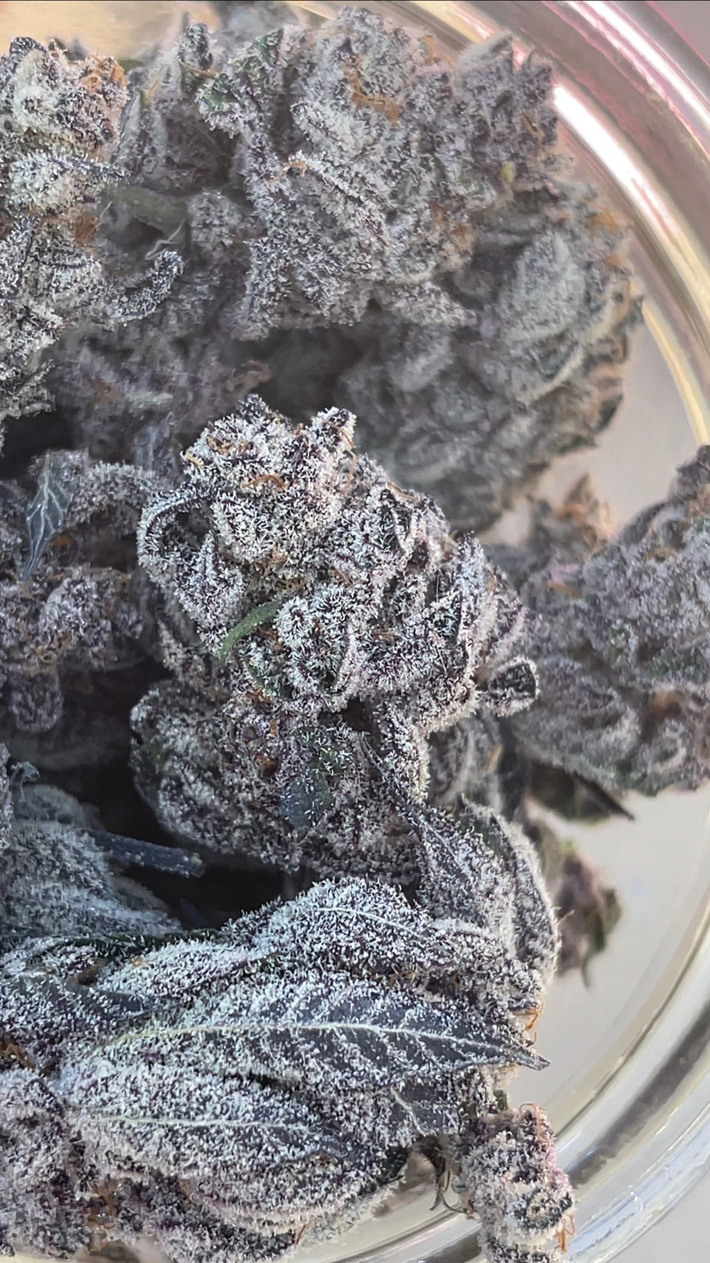 Super Buff Cherry #26
