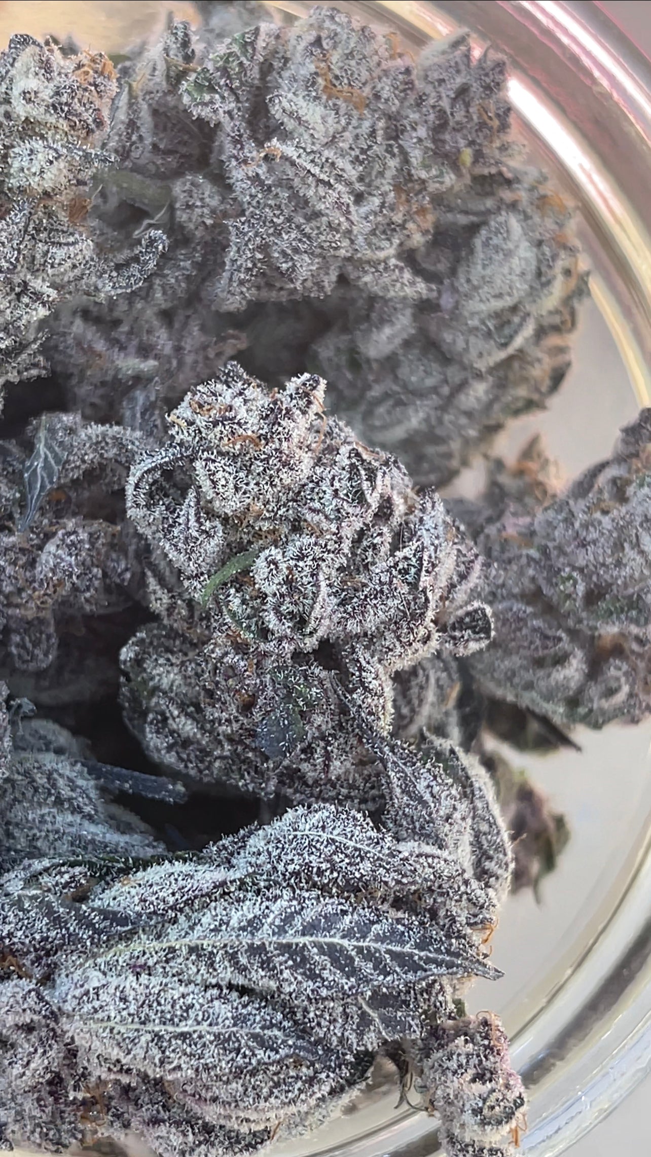 Super Buff Cherry #26