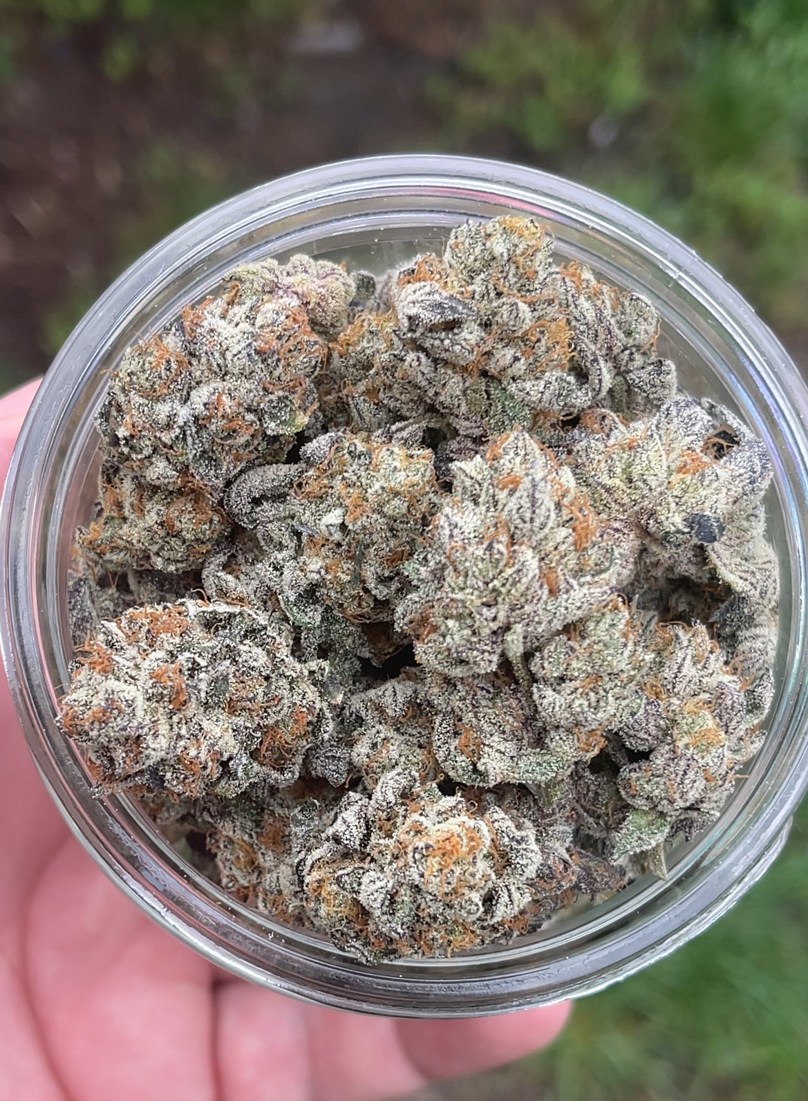 Grand Daddy Purple (Ken's)