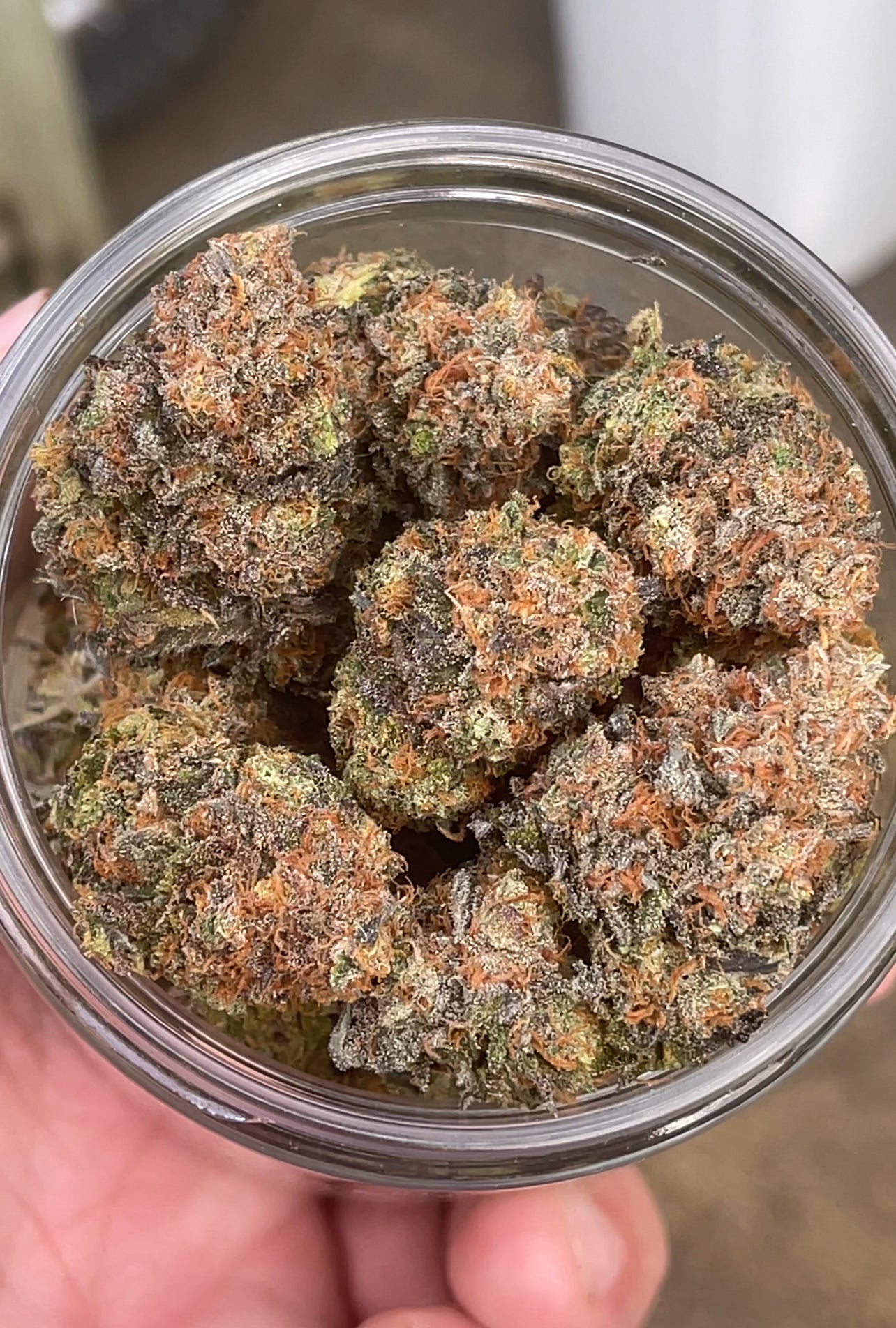 Tea Time (reefermattness pheno)