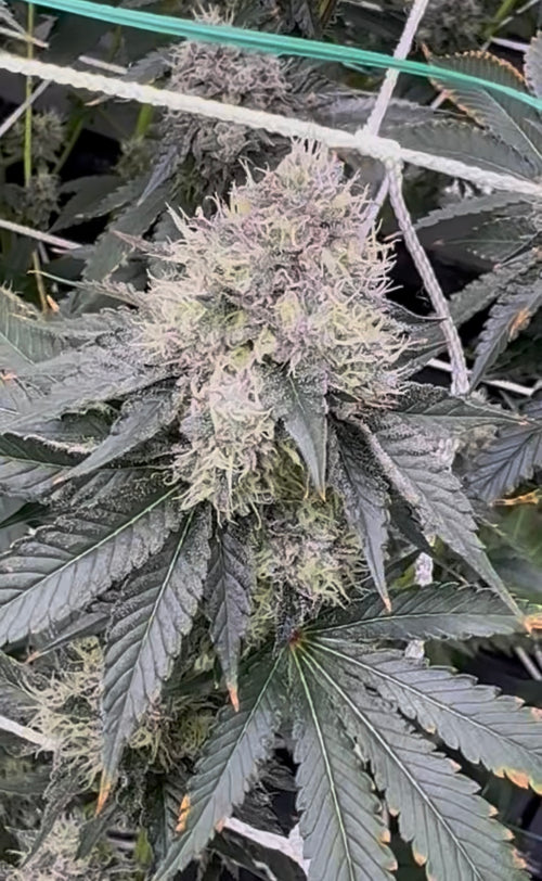 Black beauty leaf dr cut