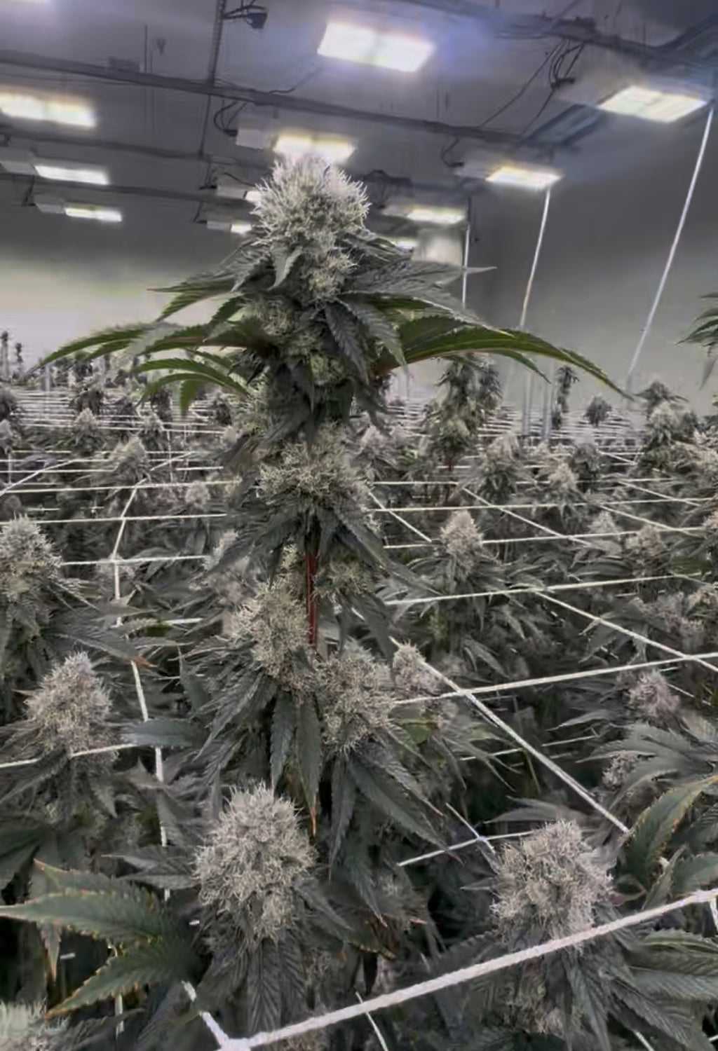 Black beauty leaf dr cut