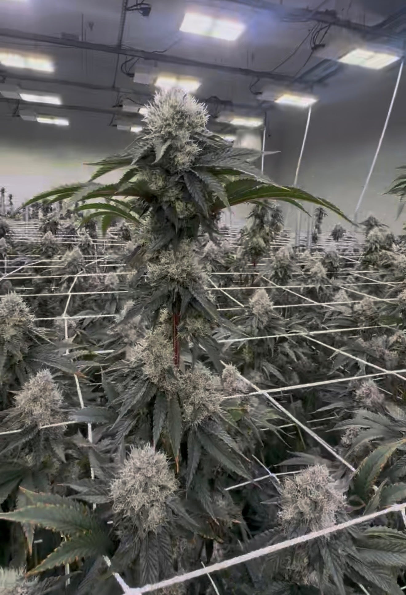 Black beauty leaf dr cut