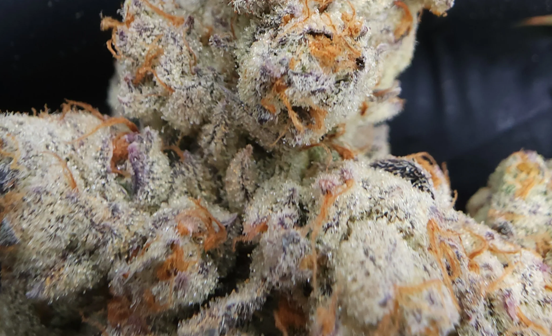 Buzz #14 (Platnum lemon cherry gelato x U.F.O)