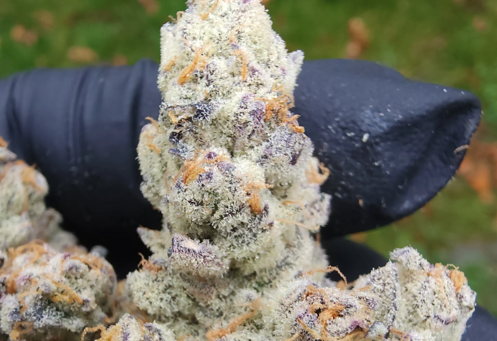 Buzz #14 (Platnum lemon cherry gelato x U.F.O)