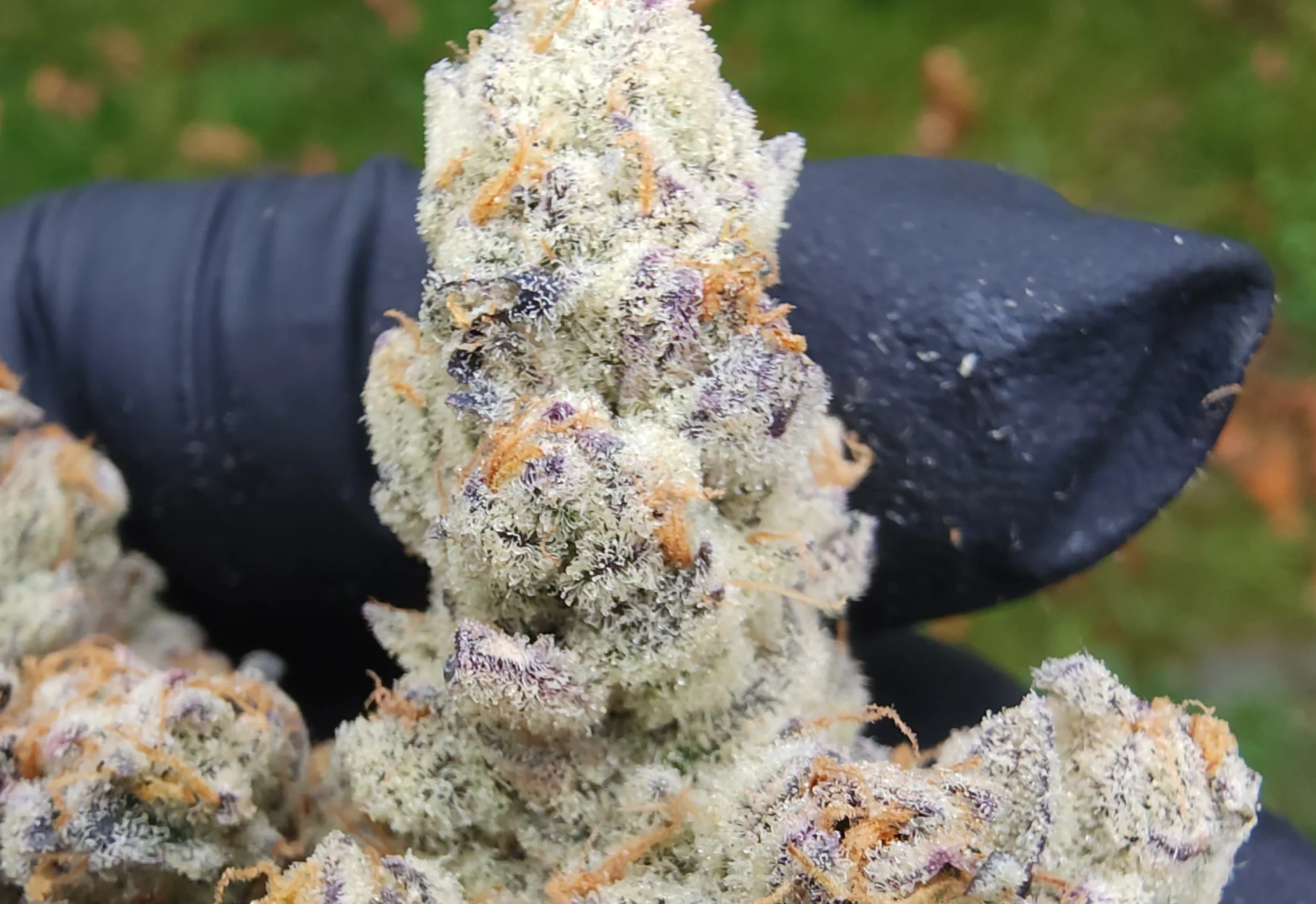 Buzz #14 (Platnum lemon cherry gelato x U.F.O)