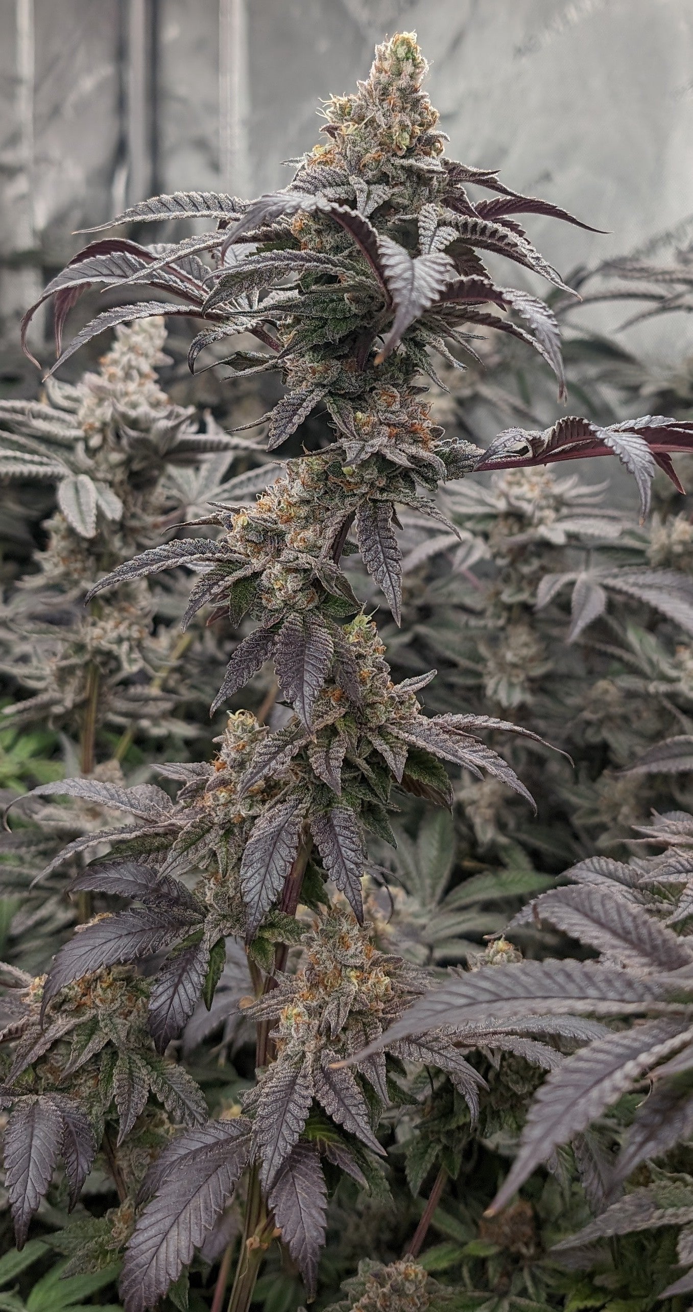 G13 Skunk over 8% washer (reefermattness cut)