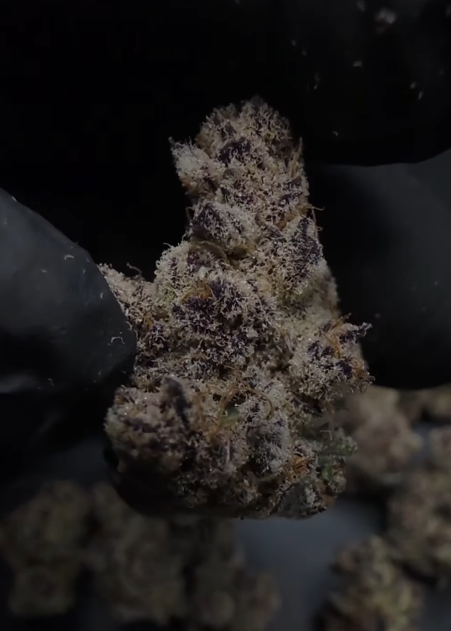 Trich beast 18-9 (mainely cut)