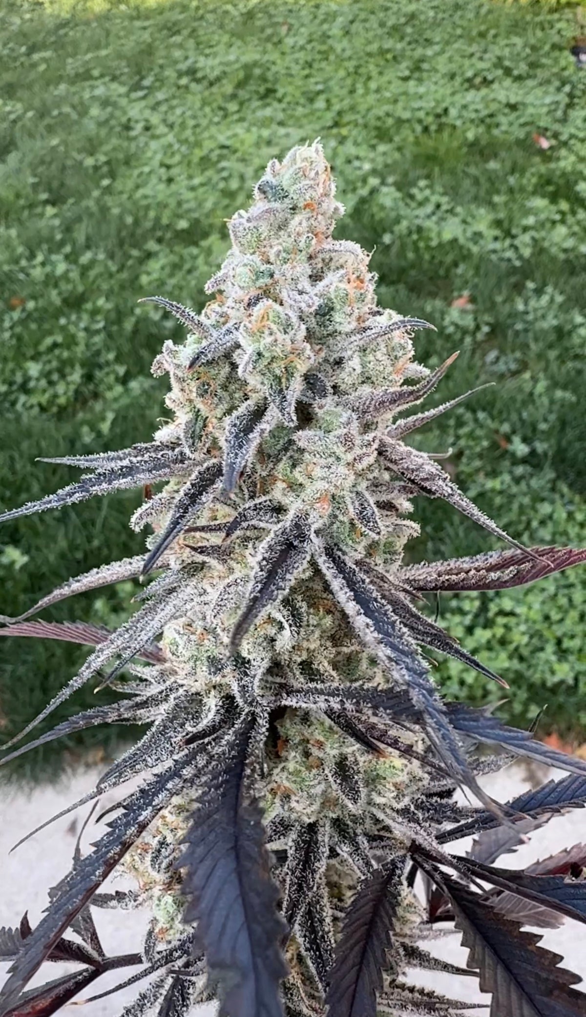 Arctic Gummiez × Michael’s Secret Stuff — RM Genetics selection, photo 1