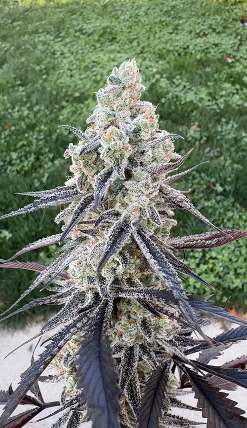 Arctic Gummiez × Michael’s Secret Stuff — RM Genetics selection, photo 1