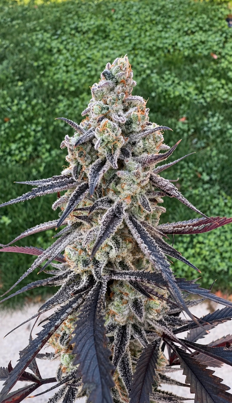 Arctic Gummiez × Michael’s Secret Stuff — RM Genetics selection, photo 2