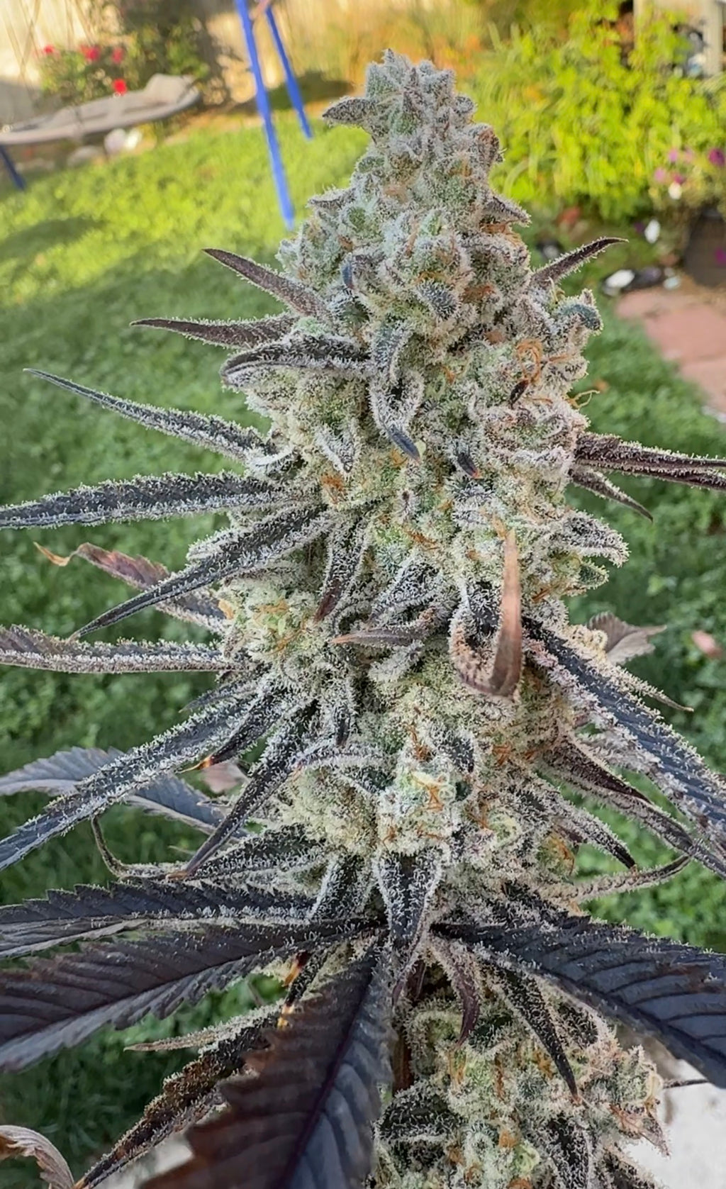 Arctic Gummiez × Michael’s Secret Stuff — RM Genetics selection, photo 3