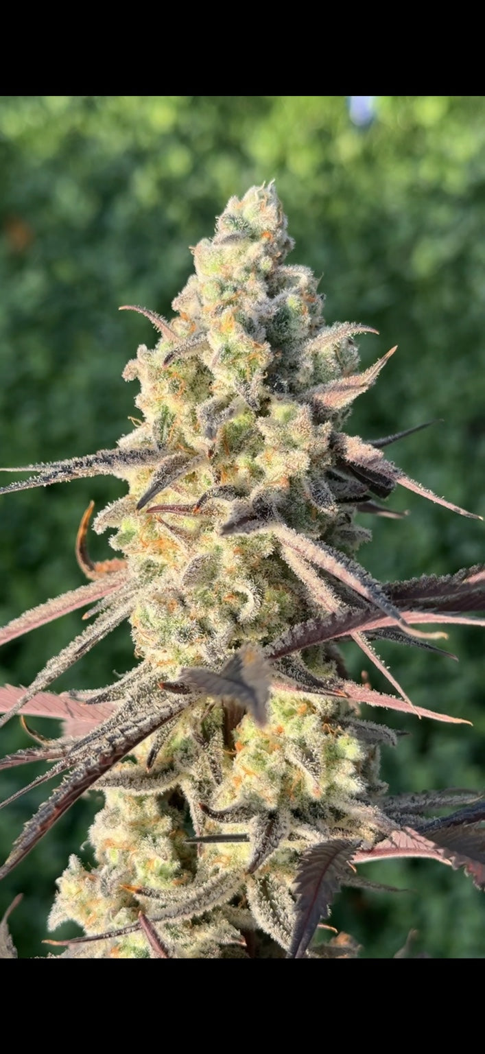Arctic Gummiez × Michael’s Secret Stuff — RM Genetics selection, photo 4