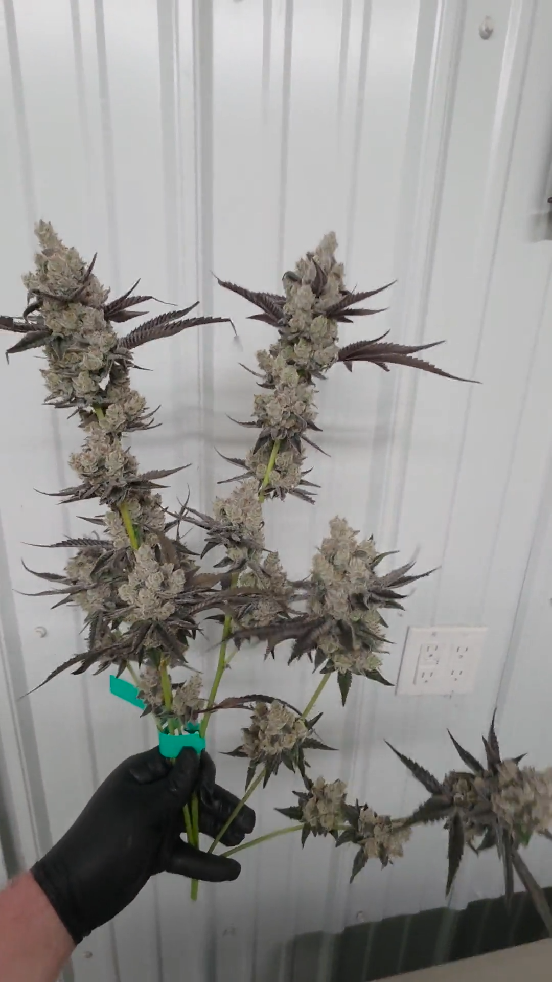 Banaffy taffy 46 mainely cut (Blackhawk x Mainely Colab)April pre order