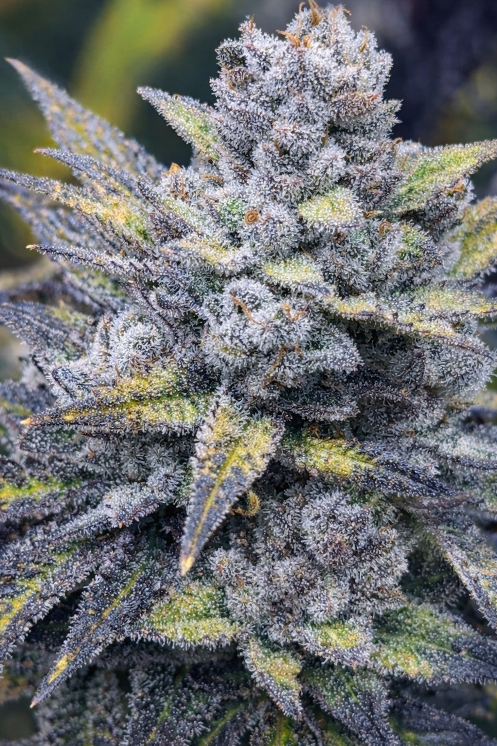 2nd round of Pre order: Goop Goop Goop (March 2026)