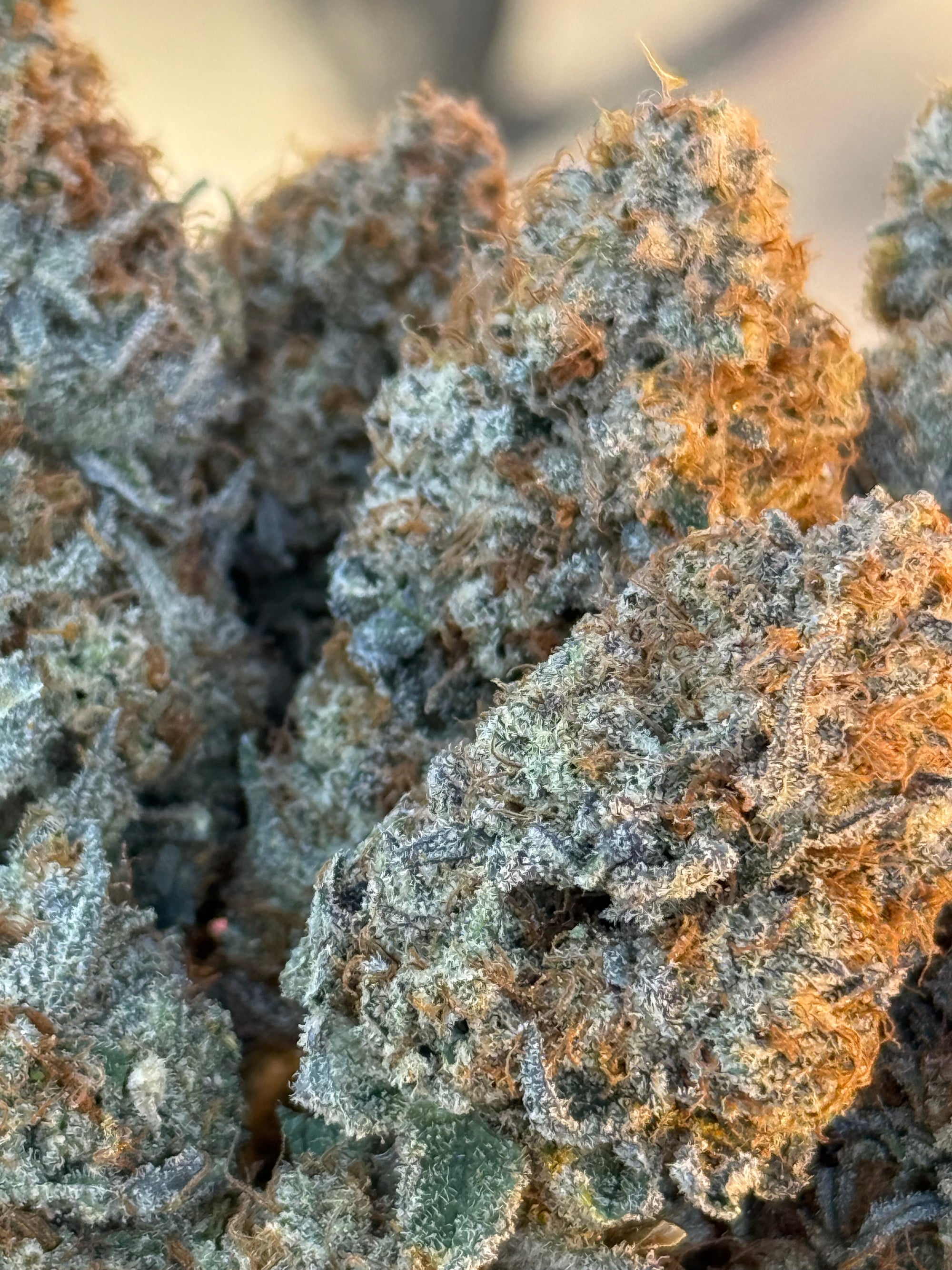Samo 78 reefermattness cut
