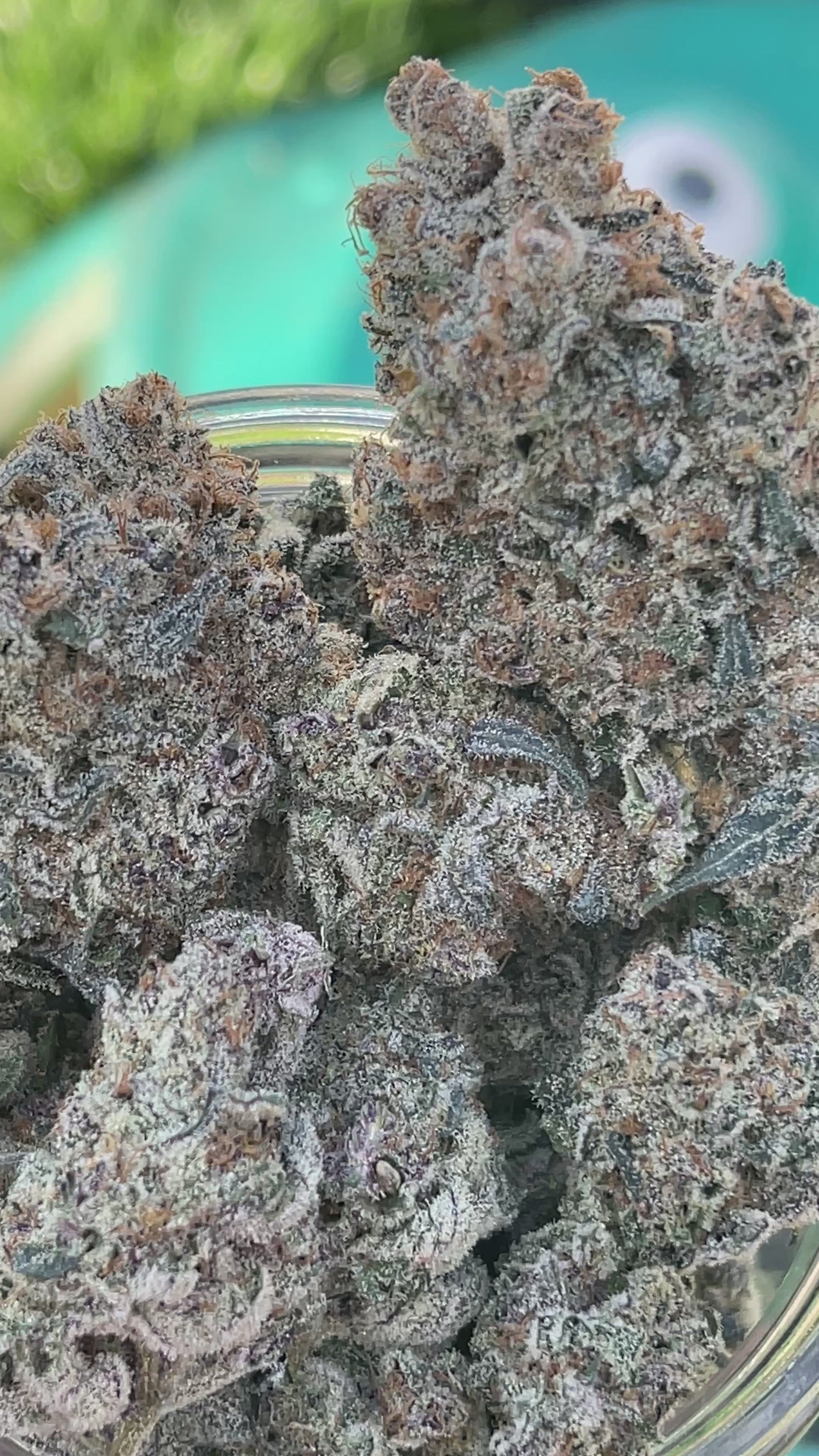 Super Buff Cherry #26