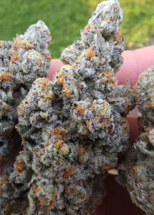 Slump Lord ( Mainely Organics Genetics cut)