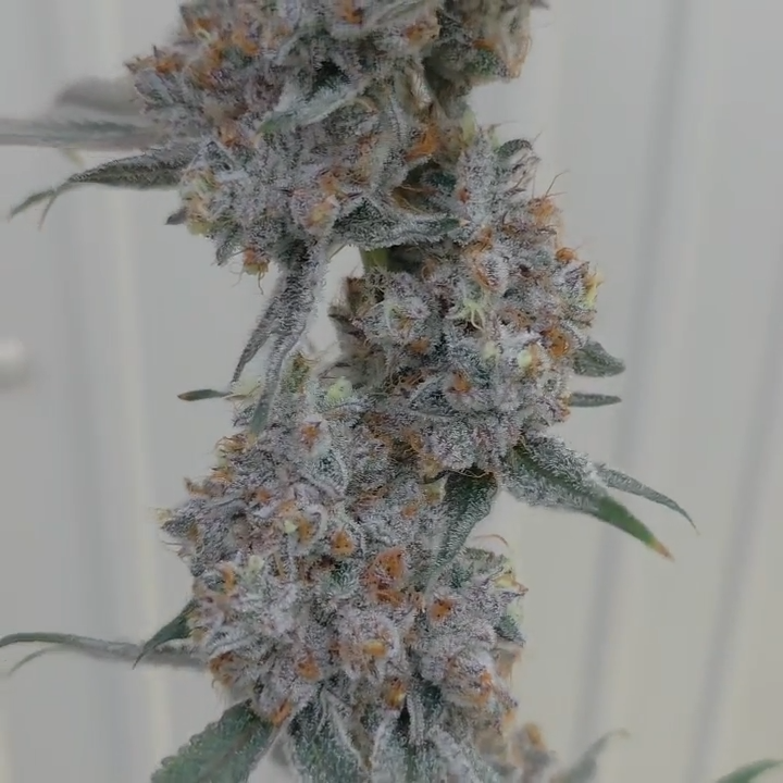 Alien vortex #94 ( Mainely Organics Genetics cut)