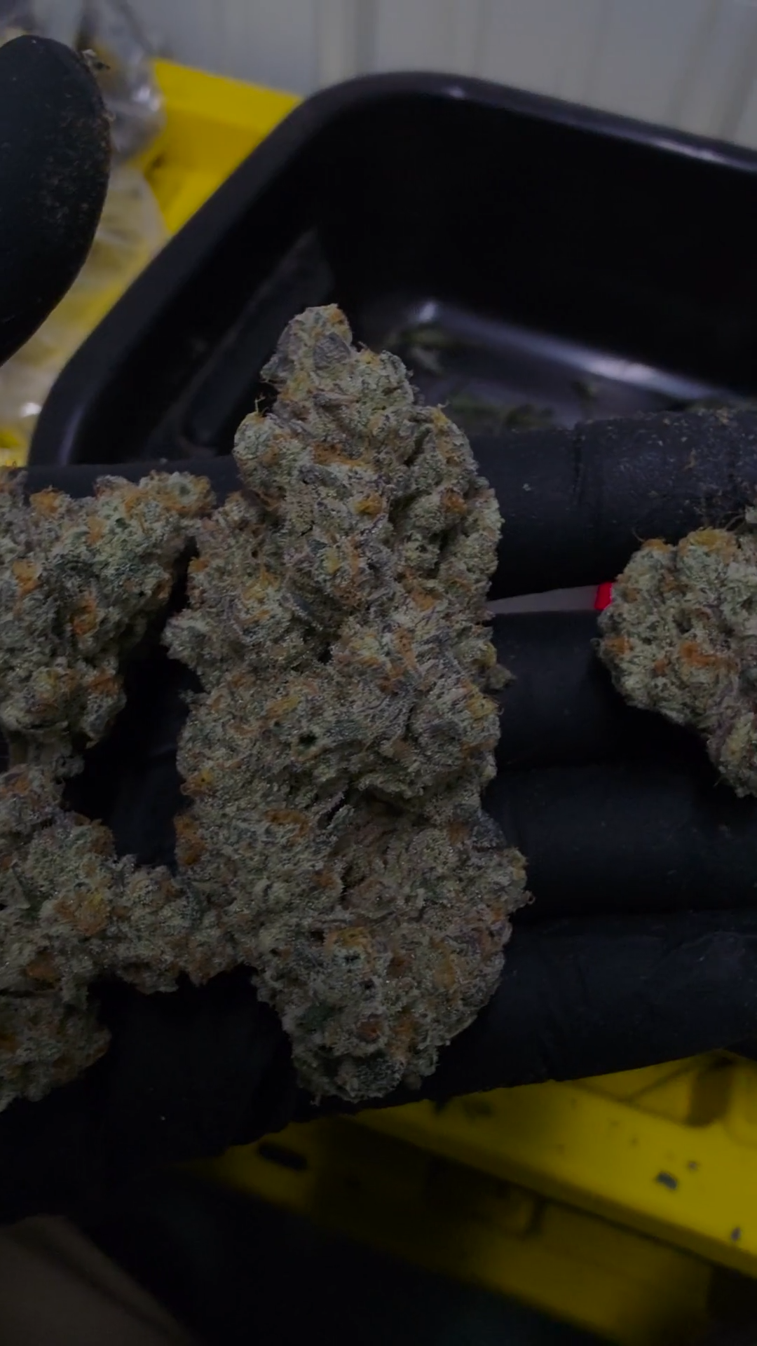 Calvin Johnson 76 cured flower (bred by BACS in collaboration with Mainely Organics)