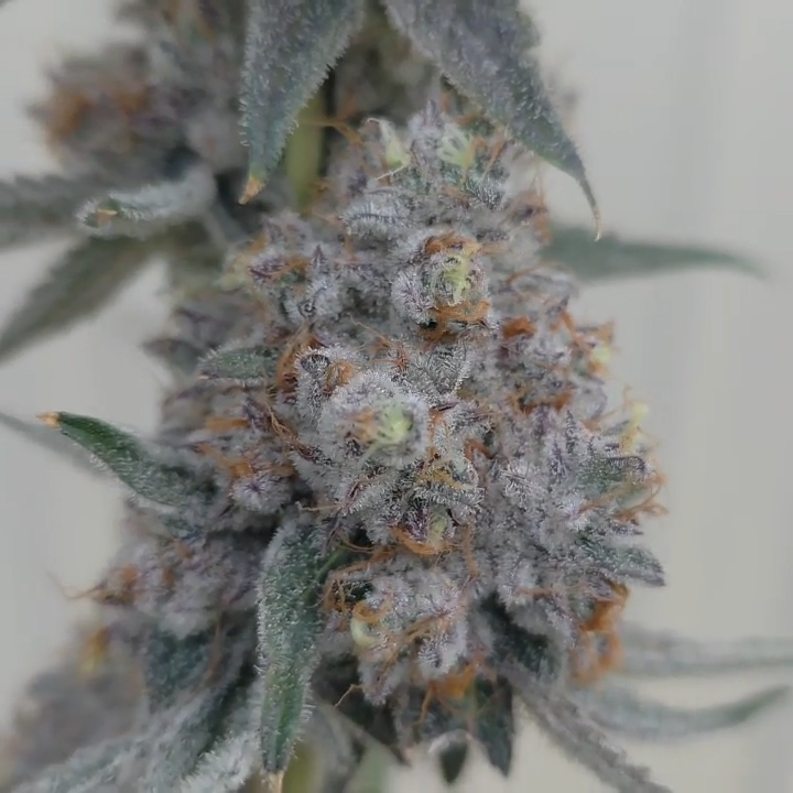 Alien vortex #94 ( Mainely Organics Genetics cut)