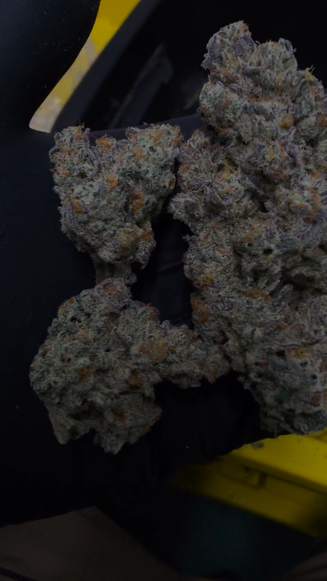 Calvin Johnson 76 cured flower (bred by BACS in collaboration with Mainely Organics)