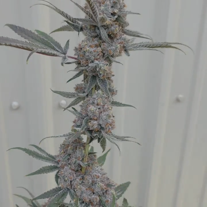 Alien vortex #94 ( Mainely Organics Genetics cut)