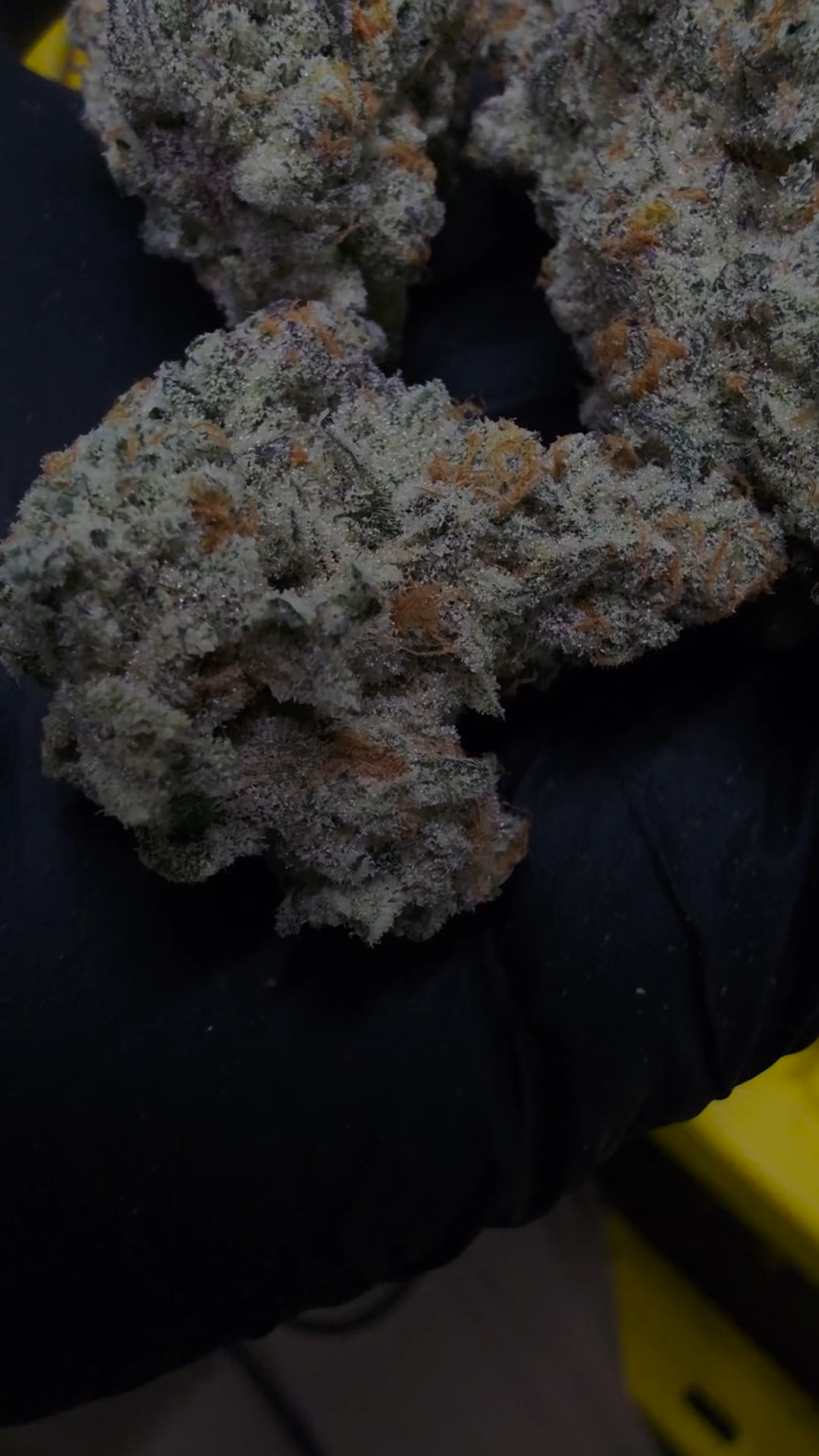 Calvin Johnson 76 cured flower (bred by BACS in collaboration with Mainely Organics)